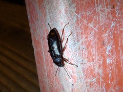 Strongylium terminatum