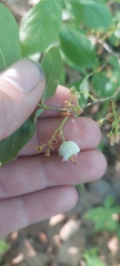 Monilinia vaccinii-corymbosi