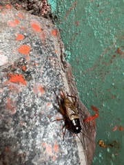 Melanogryllus carmichaeli