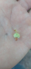 Monilinia vaccinii-corymbosi