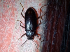 Strongylium terminatum