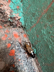 Melanogryllus carmichaeli