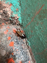 Melanogryllus carmichaeli