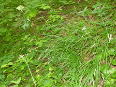Melica nutans
