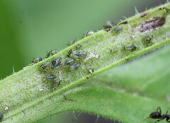 Aphis symphyti