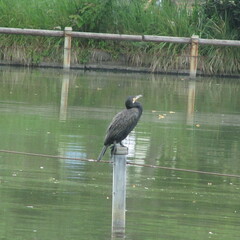 Phalacrocorax carbo