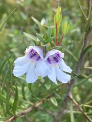 Prostanthera saxicola montana