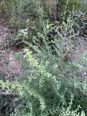 Prostanthera violacea