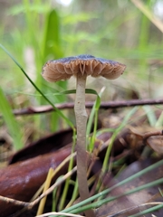 Mycena nargan