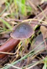 Mycena nargan