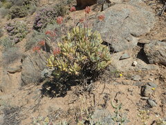 Cotyledon orbiculata orbiculata