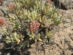 Cotyledon orbiculata orbiculata