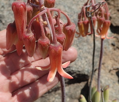 Cotyledon orbiculata orbiculata