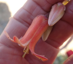 Cotyledon orbiculata orbiculata