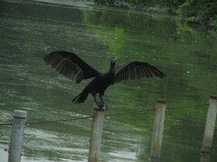 Phalacrocorax carbo