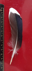 Anas platyrhynchos