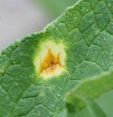 Puccinia symphyti-bromorum