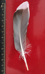 Anas platyrhynchos
