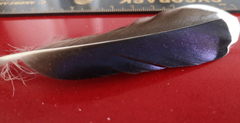 Anas platyrhynchos