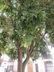 Celtis australis