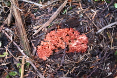 Ramaria rubripermanens