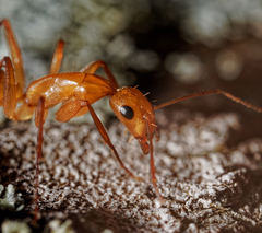 Camponotus variegatus