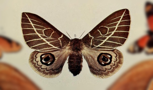 Leucanella stuarti