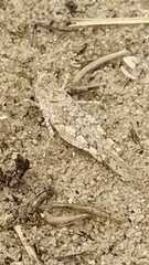 Sphingonotus imitans