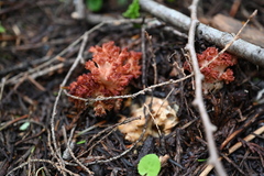 Ramaria rubripermanens
