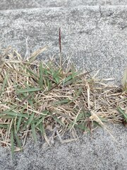 Zoysia matrella