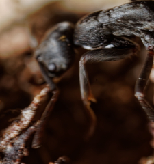 Leptogenys falcigera