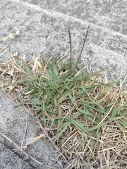 Zoysia matrella