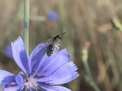 Ceratina cucurbitina