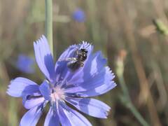 Ceratina cucurbitina