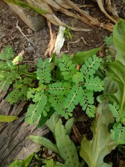 Phyllanthus leucanthus