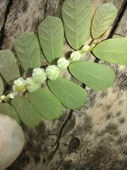 Phyllanthus leucanthus