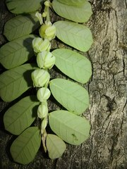 Phyllanthus leucanthus