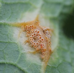 Puccinia symphyti-bromorum