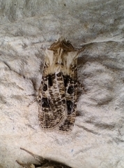 Agrotis clavis