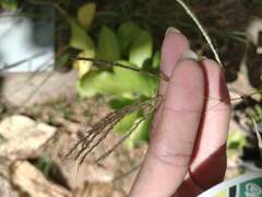 Dichanthium annulatum annulatum