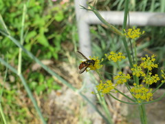 Chrysotoxum triarcuatum