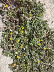Portulaca oleracea