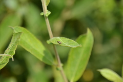 Cryptocephalus decemmaculatus