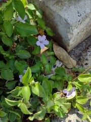 Ruellia prostrata