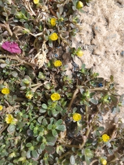 Portulaca oleracea