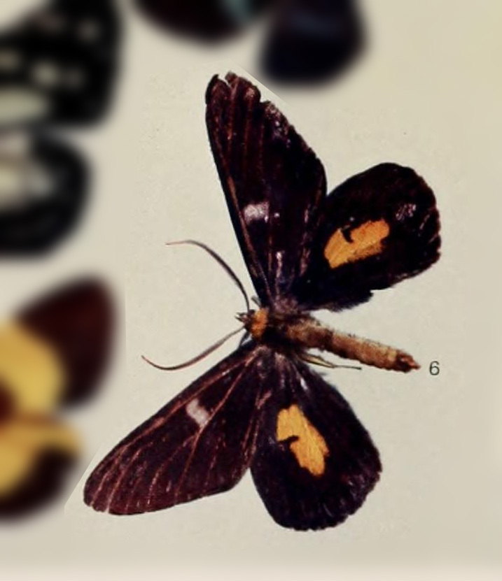 Dysphania centralis