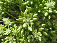 Crematogaster alluaudi