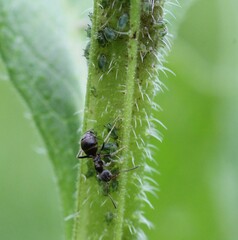 Aphis symphyti