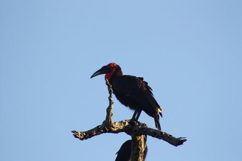 Bucorvus leadbeateri