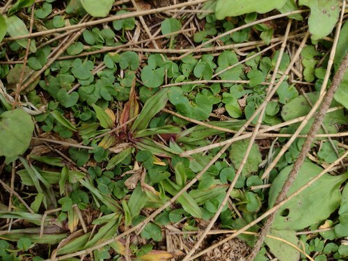 Dichondra micrantha observed 2022-06-11